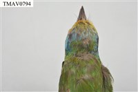 五色鳥藏品圖，第18張